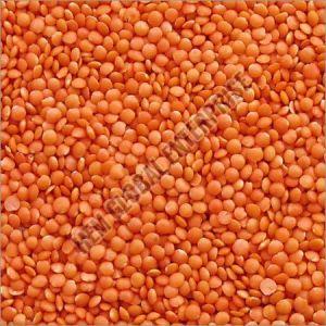 Red Lentil Pulses