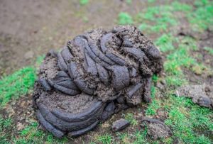 Natural Dried Desi Cow Dung