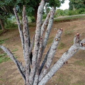 Solid Dried Brown Stick Lac