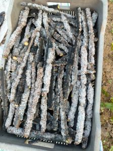 Solid Dried Brown Stick Lac