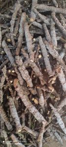 Solid Dried Brown Stick Lac