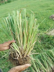 Lemongrass Plant