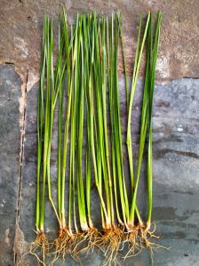 Lemongrass Plant