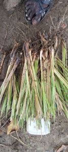 Lemongrass Plant