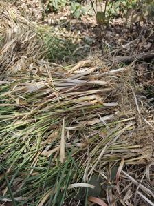 Vetiver Plant