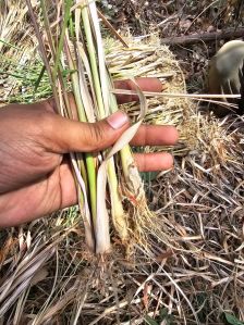 Vetiver Plant