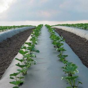 800mm LDPE Mulching Film