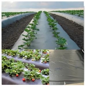 Silver LLDPE Mulching Paper Roll