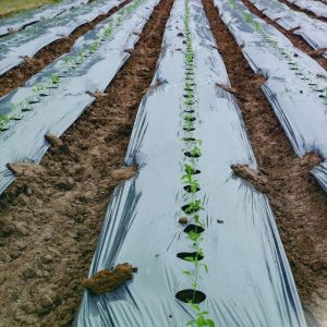 400 Mtr LDPE Mulching Paper