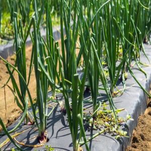 LDPE Mulching Sheets