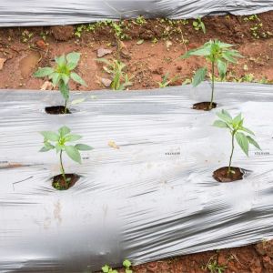 400mm Plastic Mulching Sheets