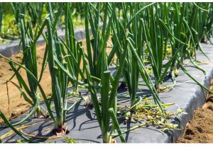 400mm Plastic Mulching Sheets