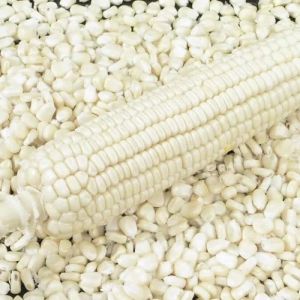 Organic Raw White Maize