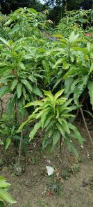 Banganapalli Mangoes