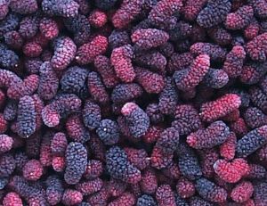 Frozen Indian Mulberry