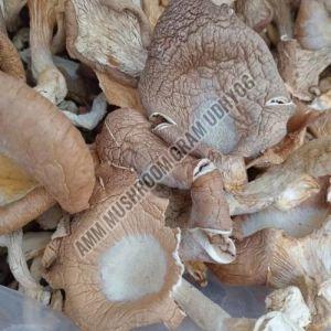 Pleurotus Ostreatus Blue Oyster Mushroom