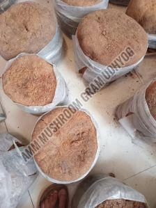 Ganoderma Lucidum Mushroom