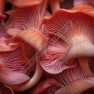 Pink Oyster Mushroom