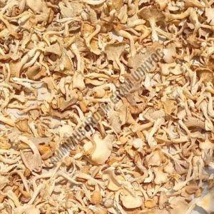 Yellow Oyster Mushroom