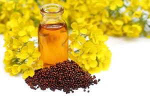 Expeller Pressed Black Mustard Oil