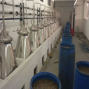 Coleus Forskohlii Extraction Plant