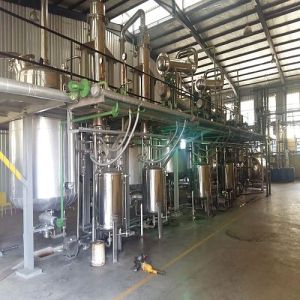 Hadjod Cissus Quadrangularis Extraction Plant