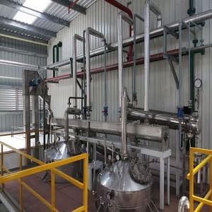 Helichrysum Italicum Flower & Buds Oil Distillation Plant