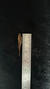 2 Inch Murrel Fish Seeds