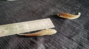 2 Inch Murrel Fish Seeds