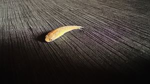2 Inch Murrel Fish Seeds