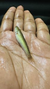 2 Inch Murrel Fish Seeds