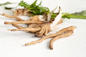 Cichorium Intybus Root