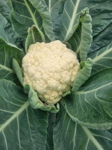 Cauliflower