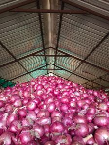 Onions