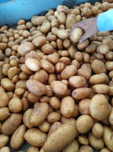 Potato