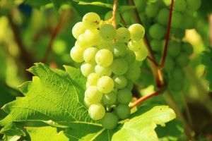 Kashmiri Green Grapes