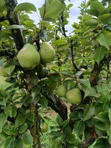 Fresh Kashmiri Pear