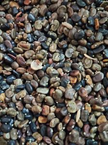Butterfly Pea Flower Seeds