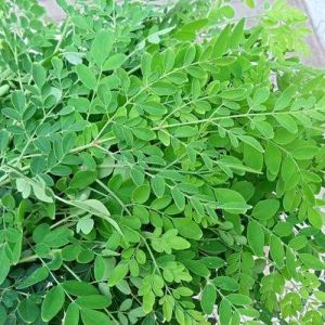 Fresh Moringa Leaves
