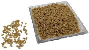 Dbw 303 Wheat Seed