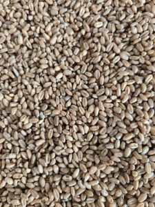Dbw 222 Wheat Seed