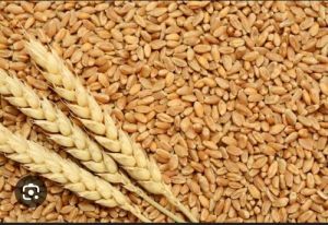 Organic Wheat Seed