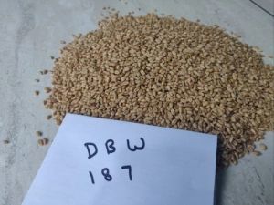 Whole Wheat Seed