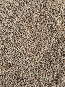 372 Wheat Seeds