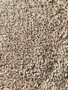 Dbw 222 Wheat Seed