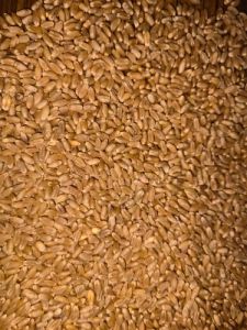 372 Wheat Seeds