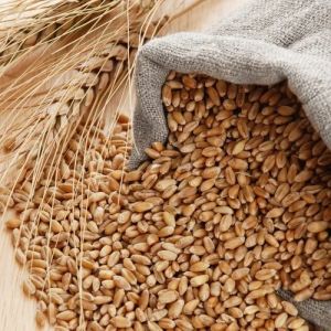 Brown Wheat Seed