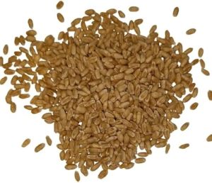 Whole Wheat Seed