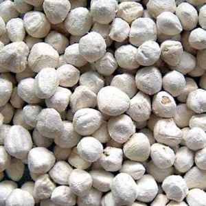 Dried Moringa Seed Kernels
