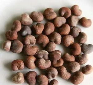 Natural Baobab Seeds